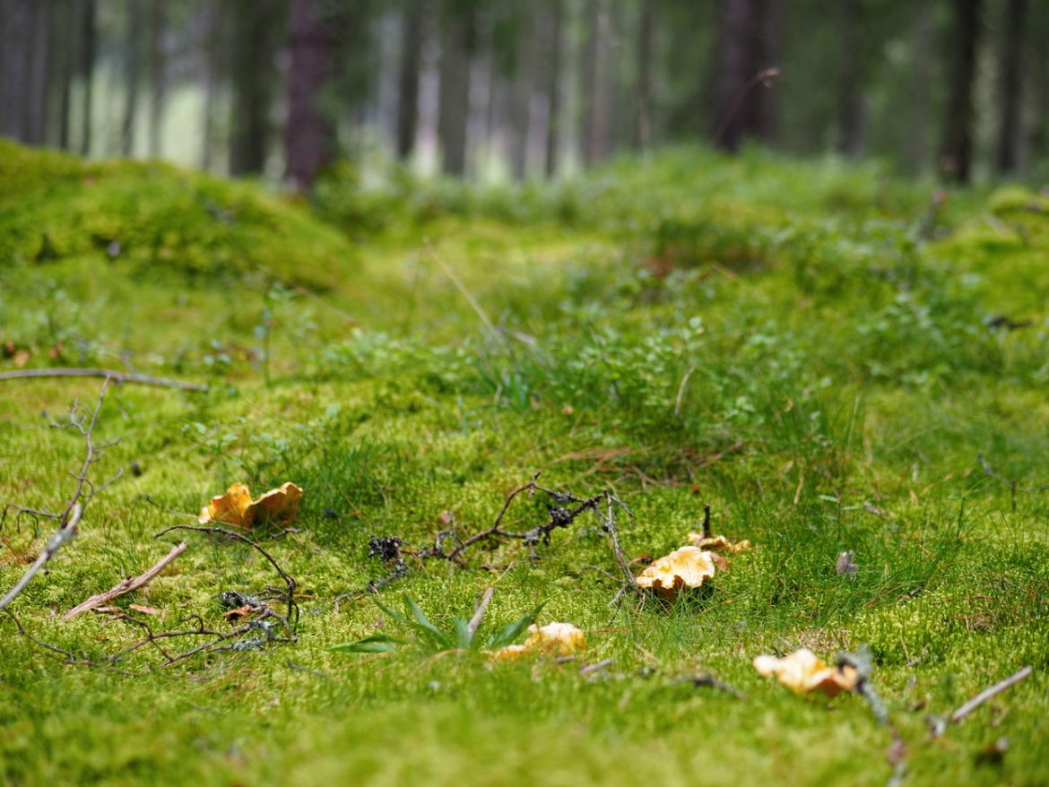 kantareller granskog